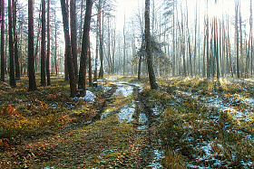 прогулка по лесу | Фотограф Стас Аврамчик | foto.by фото.бай