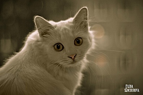 Взгляд кошки... | Фотограф СашАиЛенА Сенчуровы | foto.by фото.бай