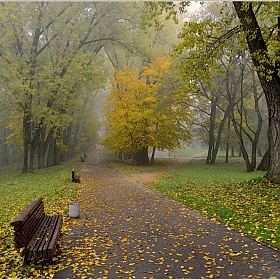 аллея, парк, осень | Фотограф Игорь Сафонов | foto.by фото.бай