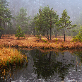 фотограф Сергей Дишук. Фотография "Осень на болоте"