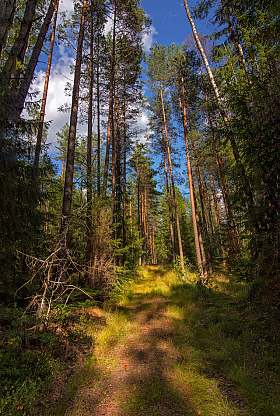 Лесные тропы | Фотограф Сергей Шабуневич | foto.by фото.бай