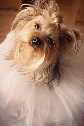 Собака, несомненно друг человека! | Фотограф Мария Запеченко | foto.by фото.бай