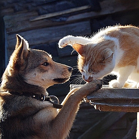 фотограф Вероника Ранцева. Фотография "Как кот с собакой..."