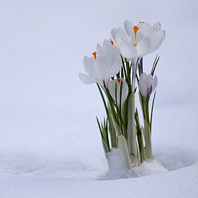 фотограф Николай Никитин. Фотография "однажды приходит весна"
