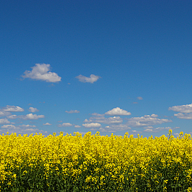 фотограф Екатерина Осипович. Фотография "Рапсовое поле и голубое небо с облаками."