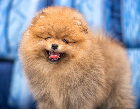 Фотограф Татьяна Скуратович, фотография добавлена 27.04.2017