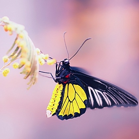 фотограф Юлия Войнич. Фотография "Тропические бабочки"