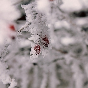 Зима-красна | Фотограф Олег Васин | foto.by фото.бай