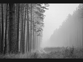 Тропинка в туман | Фотограф Елена Ерошевич | foto.by фото.бай