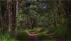 Лесной полдень | Фотограф Сергей Шабуневич | foto.by фото.бай