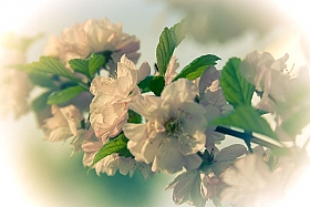 Весна - винтаж | Фотограф Вячеслав Сазонов | foto.by фото.бай