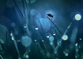 Про муху | Фотограф Лариса Пашкевич | foto.by фото.бай