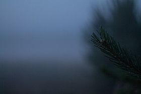 туман | Фотограф Сергей Пташинский | foto.by фото.бай