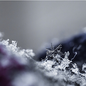 фотограф Alexander Slizh. Фотография "снежинка"