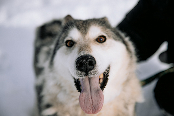 Фотограф Дмитрий Гусалов, фотография добавлена 18.02.2026