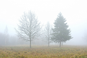В тумане осени | Фотограф Стас Аврамчик | foto.by фото.бай