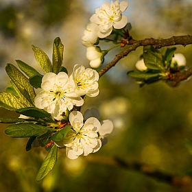 фотограф tany naumovich. Фотография "Весна. Цветение сливы."