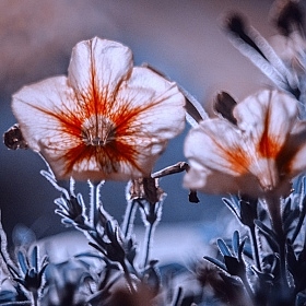 фотограф Дарья Крук. Фотография "Огненный цветок"