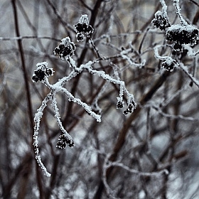 фотограф Лена П. Фотография "Все еще зима"