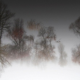 фотограф Сергей Шляга. Фотография "летающий лес"