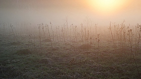 ... слезы майских изумрудов... | Фотограф Володя Демидчик | foto.by фото.бай