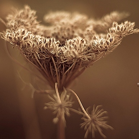 Жестокая осень | Фотограф Андрей Барсуков | foto.by фото.бай