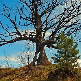 фотограф Anton mrSpoke. Фотография ""Три" ("Tree")"
