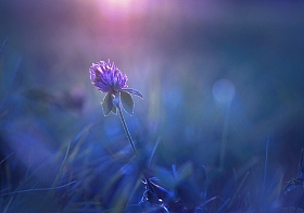 Запахи лета | Фотограф Лариса Пашкевич | foto.by фото.бай