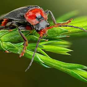 Мягкотелка | Фотограф Андрей Шаповалов | foto.by фото.бай