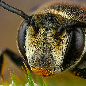 Портрет пчелы | Фотограф Андрей Шаповалов | foto.by фото.бай