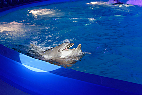 Работа фотографа Сергей Тарасов