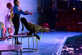 Работа фотографа Сергей Тарасов