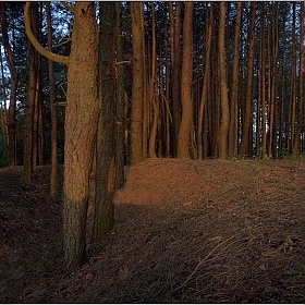 фотограф Юрий Купреев. Фотография "Вечер в лесу"