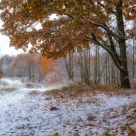 Первый снег | Фотограф Сергей Шабуневич | foto.by фото.бай
