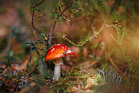 лесной фонарик | Фотограф Ирина Горюкина | foto.by фото.бай