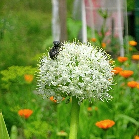insect | Фотограф Аня Москаленко | foto.by фото.бай