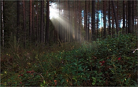 Про лето в лесу | Фотограф Сергей Шабуневич | foto.by фото.бай