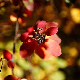 фотограф Катя Коваленко. Фотография "Осенний цветок"