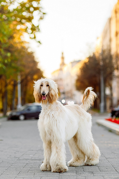 Фотограф Анна Островская, фотография добавлена 15.01.2026