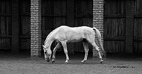 лошадь | Фотограф урал КЗН | foto.by фото.бай