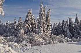 Зимушка-зима! | Фотограф Алина Герасимович | foto.by фото.бай