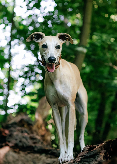 Фотограф Мария Войтик, фотография добавлена 24.12.2025