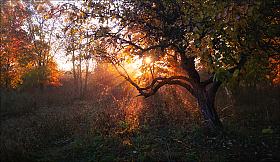Октябрьское солнце | Фотограф Сергей Шабуневич | foto.by фото.бай