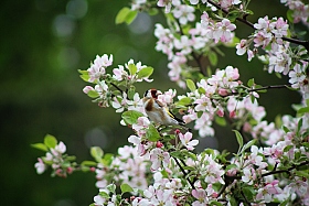 Весна | Фотограф Александр Макаревич | foto.by фото.бай
