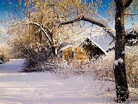 Опять зима и листья в перламутре… | Фотограф Катерина Сосновская | foto.by фото.бай