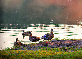 Утки у озера | Фотограф Сергей Шабуневич | foto.by фото.бай