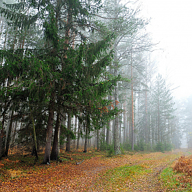 У леса на опушке | Фотограф Стас Аврамчик | foto.by фото.бай