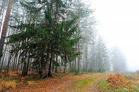 У леса на опушке | Фотограф Стас Аврамчик | foto.by фото.бай