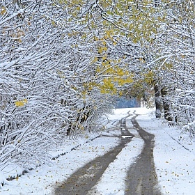 фотограф Сергей Тарасюк. Фотография "первый снег"