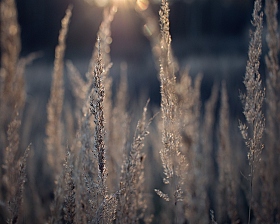 В лучах заходящего солнышка. | Фотограф Irina Osm | foto.by фото.бай